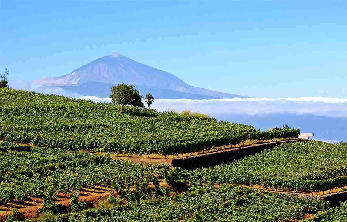 Volcanic Wines: Why are they special?